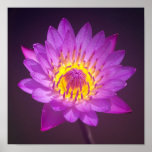 Het paarse Poster van de Bloem van Lotus