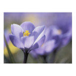 Het paarse poster van de Krokus posters