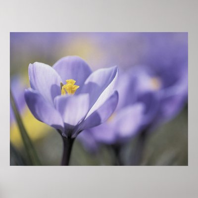 Het paarse poster van de Krokus door photoinspiration