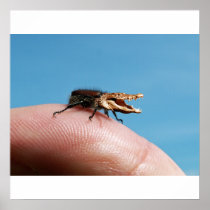 Het poster van Crocobug