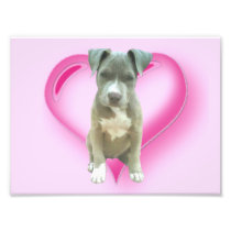 Het puppy van Pitbull van valentijnskaarten