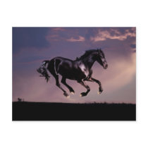 Het silhouet van de Dans van paarden bij zonsonder Wenskaarten