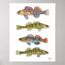 Het zoetwater Poster van de Kunst Darters