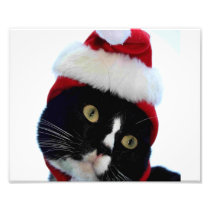 Kat die de foto van de santahoed, de pot van BW dr