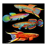 Dieren Posters