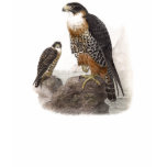 Kunst 14 van de vogel