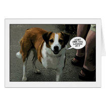 legged hond drie