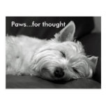 Honden