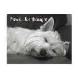 Honden