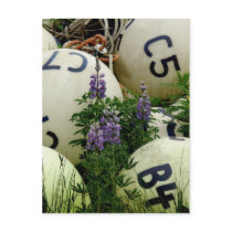 Lupines in de visserijboeien