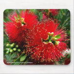 Mousepad - Kleurrijke flesseborstelboom muismatten