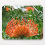Mousepad - Protea de bloem van het speldkussen muismatten
