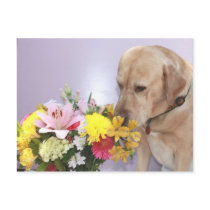 Mozes Smells Flowers