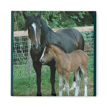 Paard