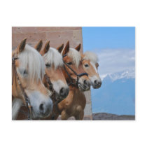 PAARDEN