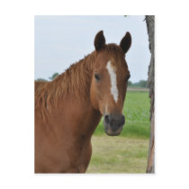 Paarden