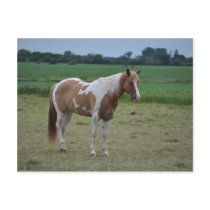 Paarden