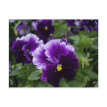 Paars Briefkaart Pansies