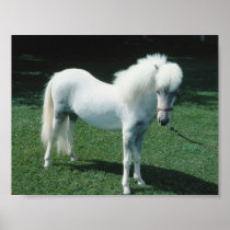 Poofy Witte Poney Posters