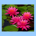 Poster - roze waterlelies/lilypads posters