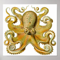 Poster van de Kunst van de Octopus van Ernst Haeck