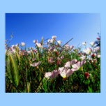 Poster - wildflowers van Californië posters