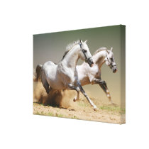 Ren de Paarden van de Wind
