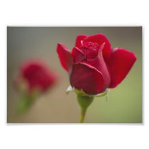 Rood nam toe fotoafdruk