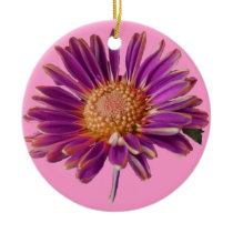Roze Paarse Daisy