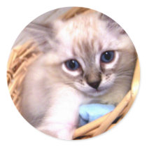 Siamese het baby van de schat