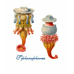 Siphonophorae - de baby van Kwallen - pop T