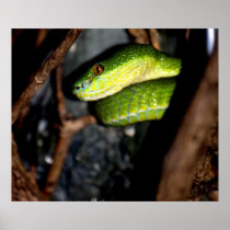 Starende groene slang