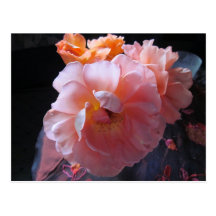 Strauchrose Postkarten