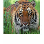 Tijger