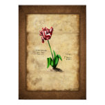 Tulip (Semper Augustus) posters