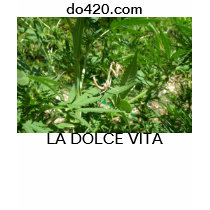 Van de de cannabismarihuana t van La DOLCE VITA 42