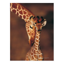 Volwassen Giraf met kalf (camelopardalis Giraffa) Wenskaart