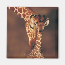 Volwassen Giraf met kalf (camelopardalis Giraffa) Magneten