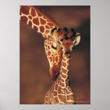 Volwassen Giraf met kalf (camelopardalis Giraffa) Plaat