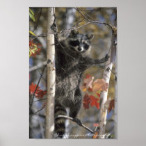 Wat op de Posters van de Wasbeer is
