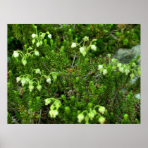 Wilde Bloemen II