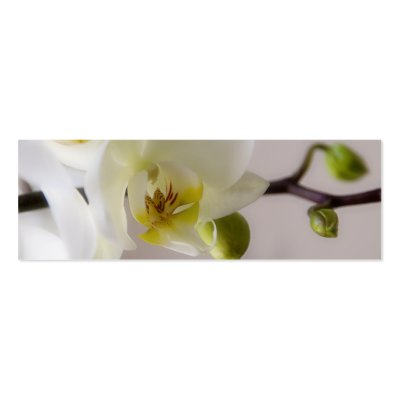 Witte Orchidee