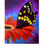 Zwarte Vlinder Daisy Multi Painting -