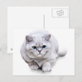 С bij het ras British Shorthair Briefkaart (Voorkant / Achterkant)