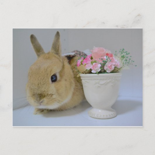 か わ い う さ ぎ BRIEFKAART (Voorkant)