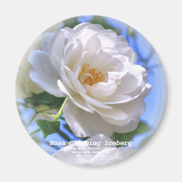 つ る イ ス バ  MAGNEET