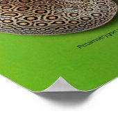 の ポ ス ー POSTER (Hoek)