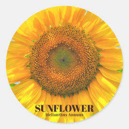 ひまわり RONDE STICKER