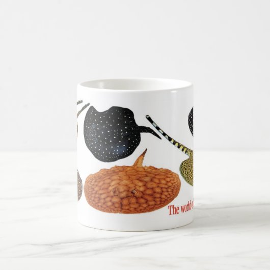 アマゾン淡水エイ KOFFIEMOK (Center)