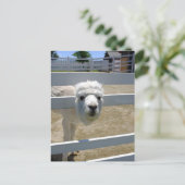 アルパカ BRIEFKAART (Staand voorkant)